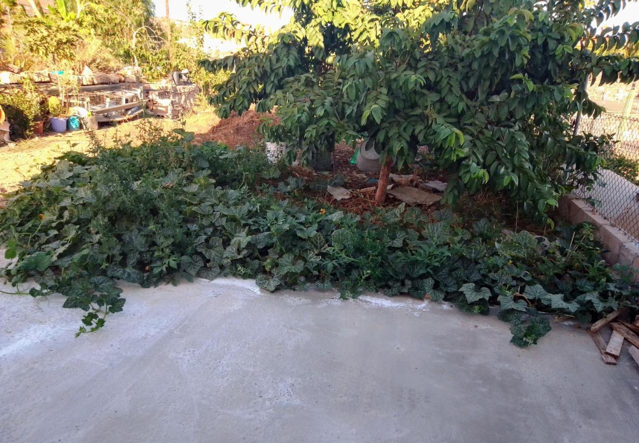 Casa Rural Mary San Miguel de Abona Ngoại thất bức ảnh