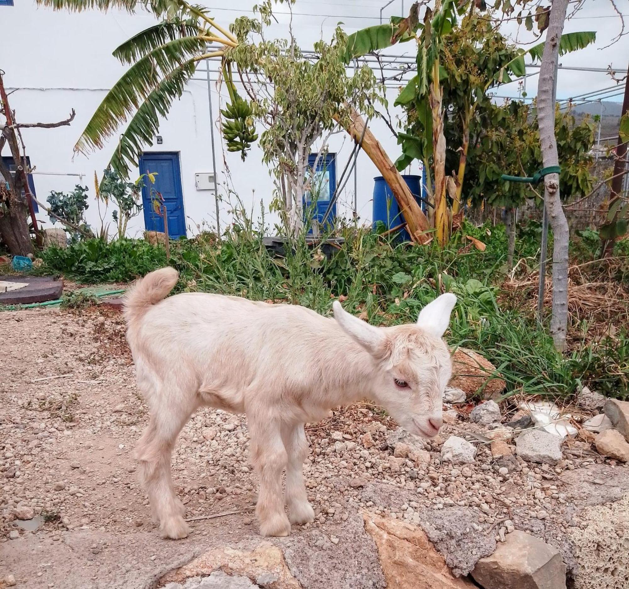 Casa Rural Mary San Miguel de Abona Ngoại thất bức ảnh